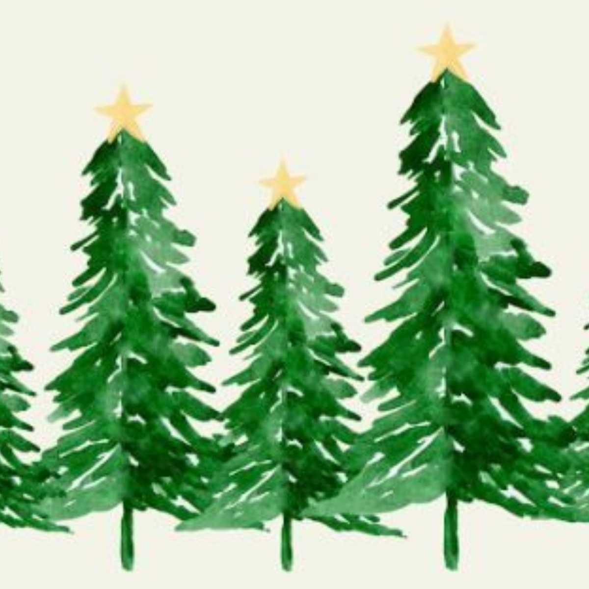Bexley Grammar School Nordmann Fir Christmas Trees For Sale Last